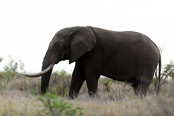포토 JPG 해외이미지 동물 공원 도로 야생동물 모래 여행 포유류 아프리카 자연 코끼리 사람없음 야외 빨간색 세로 초록색 관광지 산책 탐험 치아 큼 사파리 황소 상아 나미비아 옛날 웅장함 전국 접근 해외202008 해외포토 공공시설 나라 길 컬러 교통시설 휴식 소화기관 소 크기 생태계 남아프리카 파일형식