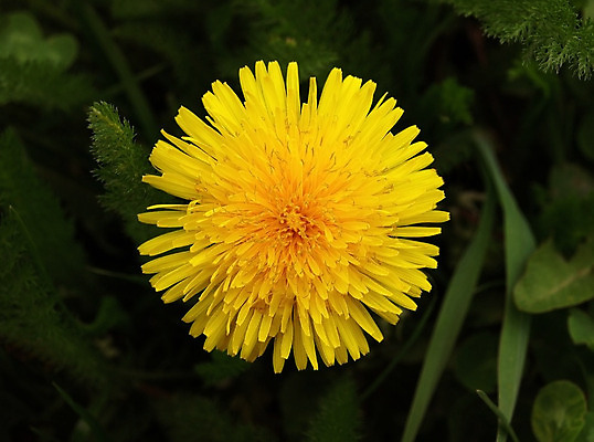 포토 JPG 해외이미지 꽃 근접촬영 사람없음 야외 정원 민들레 해외202008 해외포토 식물 뷰포인트 파일형식