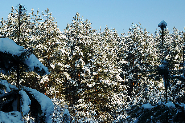 포토 JPG 해외이미지 나무 계절 여행 크리스마스 겨울 자연 날씨 풍경 사람없음 야외 목재 초록색 파란색 맑음 냉동 얼음 하이킹 추위 흰색 나뭇가지 소나무 황무지 숲 시원함 북극 서리 장면 상록수 전나무 산악지대 폭설 눈내림 가문비나무 해외202008 눈덮임 해외포토 자연요소 식물 기념일 컬러 컨셉 재료 레저 산 눈_날씨 자연재해 극지방 생태계 파일형식