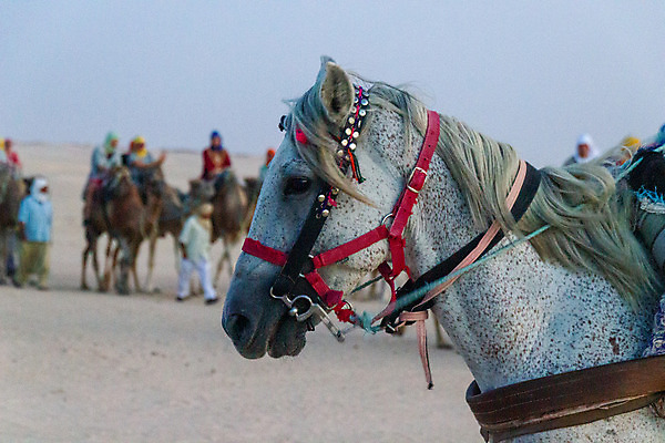 포토 JPG 해외이미지 동물 전통 옷 문화 모래 여행 포유류 교통시설 아프리카 자연 하늘 성인 사람없음 야외 여름 머리 여행객 장비 사막 승마 승차 낙타 기어 사하라 굴레 라이더 튀니지 해외202008 해외포토 계절 나라 스포츠 교통 모션 사람 신체부위 시설 생태계 파일형식