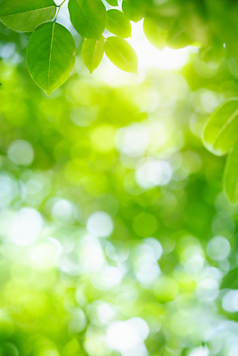 포토 JPG 해외이미지 나무 식물 계절 백그라운드 컨셉 잎 패턴 자연 벽지 추상 잔디 사람없음 초록색 여름 빛 컬러풀 햇빛 태양 우주 환경 정원 맑음 봄 성장 신선 숲 질감 보케 부드러움 내추럴 블러 생태학 카피스페이스 그리너리 효과 해외202008 해외포토 자연요소 교육 컬러 무늬 날씨 공백 감각 생태계 파일형식 트랜드컬러