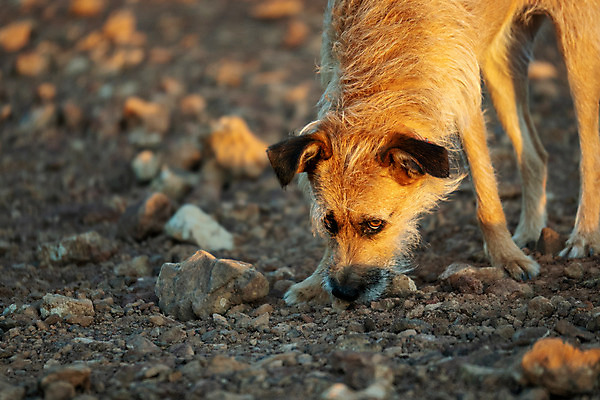 포토 JPG 해외이미지 동물 응시 포유류 자연 사람없음 야외 반려동물 가축 일몰 우정 개 강아지 육식동물 송곳니 해외202008 해외포토 시선 친구 노을 치아 생태계 파일형식