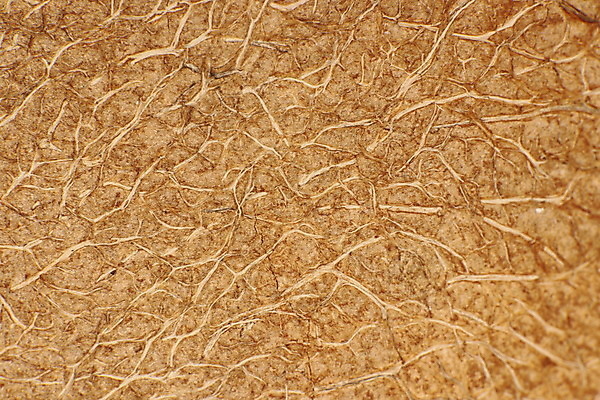 포토 JPG 해외이미지 나무 식물 백그라운드 패턴 자연 표면 건조 실내 손바닥 사람없음 껍질 거친 묘사 유기농 질감 코코넛 섬유 내추럴 해외202008 해외포토 손 웰빙 무늬 과일 내부 직물 생태계 파일형식