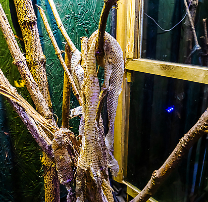 포토 JPG 해외이미지 동물 파충류 멕시코 저울 사람없음 반려동물 검은색 우유 뱀 왕 피부 눈금 헛간 숨김 이국적 인기 해외202008 해외포토 컬러 컨셉 북아메리카 유제품 신체부위 저장고 파일형식