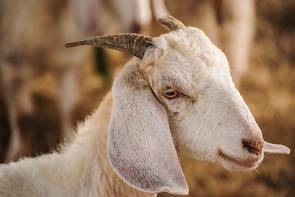 포토 JPG 해외이미지 동물 응시 어린이 백그라운드 농업 포유류 자연 염소 서기 사람없음 초록색 농장 가축 흰색 시골 아기 소 고립 밭일 해외202008 해외포토 시선 산업 컬러 모션 사람 생태계 파일형식
