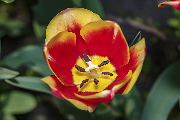 포토 JPG 해외이미지 식물 꽃잎 꽃 백그라운드 잎 꽃무늬 자연 사람없음 빨간색 초록색 여름 컬러풀 노란색 정원 봄 튤립 벚꽃 흰색 신선 내추럴 해외202008 해외포토 계절 컬러 무늬 생태계 파일형식