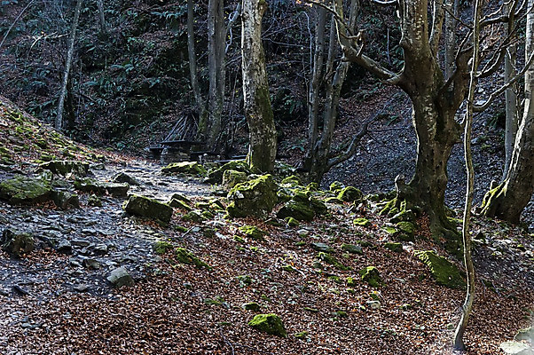 포토 JPG 해외이미지 스포츠 여행 낙엽 잎 자연 산 파노라마 이끼 사람없음 목재 초록색 물 강 반사 계곡 산책 기쁨 회색 가을 바위 떨어짐 숲 미로 발칸반도 불가리아 옛날 절정 해외202008 해외포토 자연요소 나무 식물 계절 감정 컬러 컨셉 재료 휴식 촬영기법 돌_바위 생태계 파일형식 남유럽