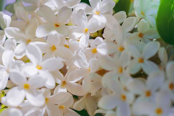포토 JPG 해외이미지 나무 식물 계절 공원 꽃잎 꽃 야생동물 분홍색 백그라운드 꽃무늬 자연 사람없음 야외 정원 맑음 보라색 봄 성장 벚꽃 흰색 나뭇가지 개화 체리 그룹 소프트포커스 큼 5월 다발 보케 부드러움 라일락 파스텔톤 해외202008 해외포토 동물 공공시설 컬러 무늬 과일 날씨 촬영기법 감각 날짜 크기 생태계 파일형식