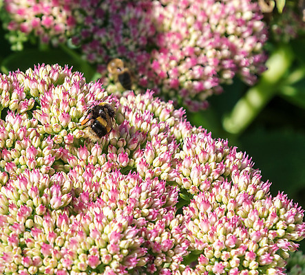 포토 JPG 해외이미지 꽃 야생동물 곤충 자연 사람없음 초록색 파란색 노란색 활발 벚꽃 흰색 작업 수분 꽃가루 꿀 해외202008 해외포토 식물 동물 컬러 컨셉 가루 생태계 파일형식