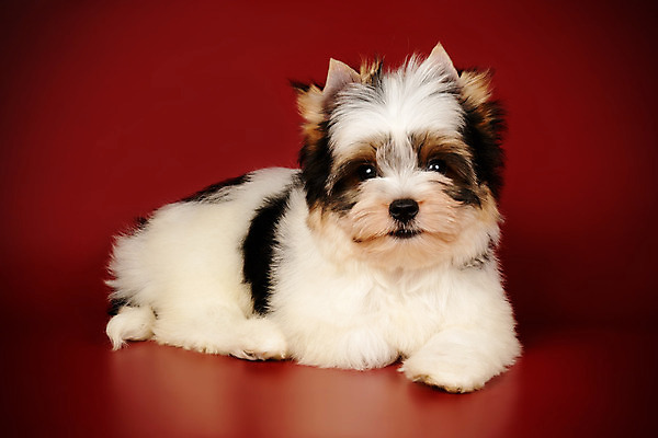 포토 JPG 해외이미지 동물 1 행복 새끼 백그라운드 새로움 털 미소 사람없음 빨간색 반려동물 검은색 거울 흰색 개 달콤 강아지 작음 요크셔테리어 테리어 활 솜털 송곳니 기르기 비버 삼색 해외202008 우호적 해외포토 감정 컬러 컨셉 포유류 표정 맛 치아 크기 돌봄 파일형식