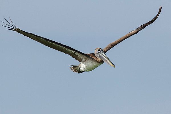 포토 JPG 해외이미지 동물 야생동물 파도 바다 날개 오렌지 자연 조류 하늘 사람없음 야외 옆모습 초록색 물 파란색 갈색 노란색 검은색 수영 젖음 흰색 비행 서핑 중앙 펠리컨 배고픔 깃털 부리 목 내추럴 플로리다 해외202008 해외포토 자연요소 뷰포인트 컬러 과일 신체부위 미국 수상스포츠 생태계 파일형식