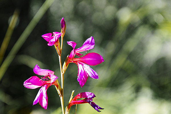 포토 JPG 해외이미지 식물 디자인 꽃잎 꽃 분홍색 꽃다발 결혼 백그라운드 잎 꽃무늬 패턴 자연 벽지 추상 수채화 프레임 발렌타인데이 사랑 미술 사람없음 장식 여름 빛 장미 정원 스파 봄 낭만 수확 벚꽃 흰색 나뭇가지 축하 인사 신용카드 개화 초대 부드러움 내추럴 고립 파스텔톤 스타일 국경 해외202008 해외포토 나무 계절 감정 컬러 컨셉 무늬 농업 데이이벤트 문화예술 이벤트 금융 예절 감각 생태계 파일형식