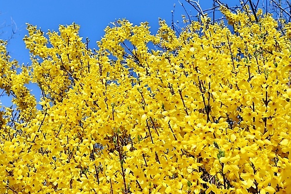 포토 JPG 해외이미지 꽃잎 꽃 잎 사람없음 야외 개나리 해외202008 해외포토 식물 파일형식