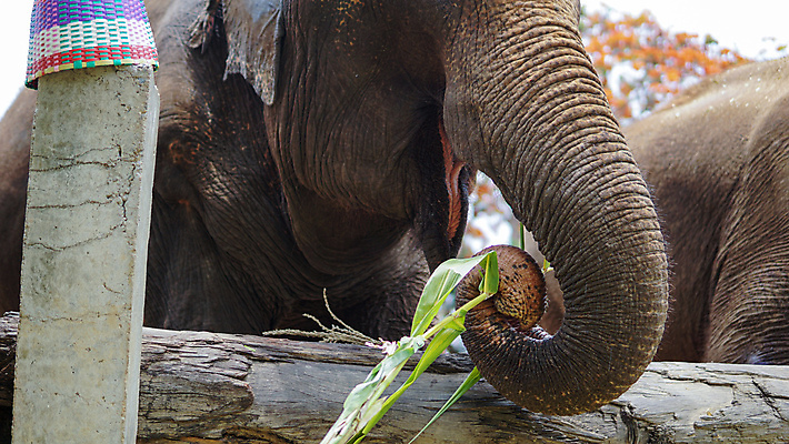 포토 JPG 해외이미지 동물 공원 아시아 야생동물 여행 포유류 태국 자연 코끼리 동물원 동양인 성인 사람없음 야외 환경 시골 아기 그룹 구출 보호 군중 울음 큼 사파리 대나무 눈물 호기심 귀 부드러움 멸종 내추럴 돌봄 보호구역 수유 해외202008 해외포토 나무 공공시설 감정 나라 컨셉 모션 표정 사람 인종 신체부위 도움 감각 크기 생태계 구역 파일형식