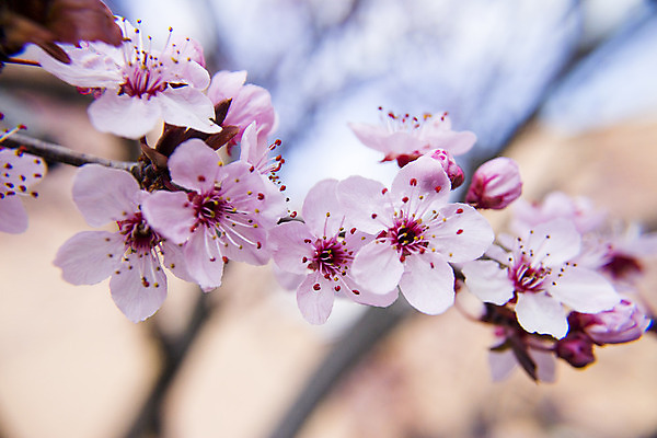 포토 JPG 해외이미지 꽃잎 사람없음 아웃포커스 봄 벚꽃 해외202008 해외포토 계절 꽃 촬영기법 파일형식