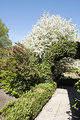 포토 JPG 해외이미지 나무 식물 영어 계절 공원 꽃잎 꽃 백그라운드 잎 과일 자연 하늘 사람없음 야외 목재 초록색 여름 농장 정원 봄 활발 젖음 벚꽃 흰색 나뭇가지 시골 개화 사과 오솔길 아치 원예 화단 해외202008 해외포토 문자 공공시설 길 컬러 컨셉 농업 재료 취미 생태계 파일형식