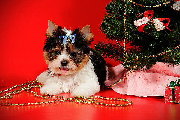 포토 JPG 해외이미지 나무 동물 1 행복 새끼 백그라운드 크리스마스 공 휴가 새로움 털 미소 사람없음 장식 빨간색 반려동물 산타클로스 검은색 거울 흰색 개 달콤 강아지 작음 샴페인 요크셔테리어 테리어 연도 사진사 활 솜털 송곳니 기르기 비버 삼색 해외202008 우호적 해외포토 식물 기념일 감정 컬러 컨셉 포유류 주류 표정 맛 치아 크기 작가 돌봄 파일형식