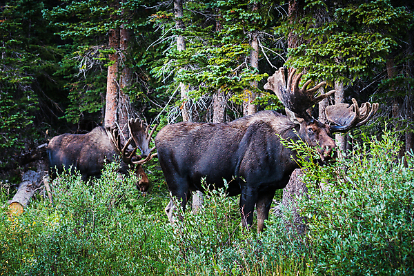 포토 JPG 해외이미지 동물 호수 야생동물 포유류 자연 산 털 종류 사람없음 초록색 물 갈색 어둠 코트 종 흰색 소나무 소 습지 군중 숲 위험 큼 시원함 속눈썹 버드나무 황소 코 귀 무거움 주둥이 콜로라도 벨벳 해외202008 해외포토 자연요소 나무 컬러 컨셉 사람 신체부위 미국 외투 무게 크기 실크 눈썹 생태계 파일형식