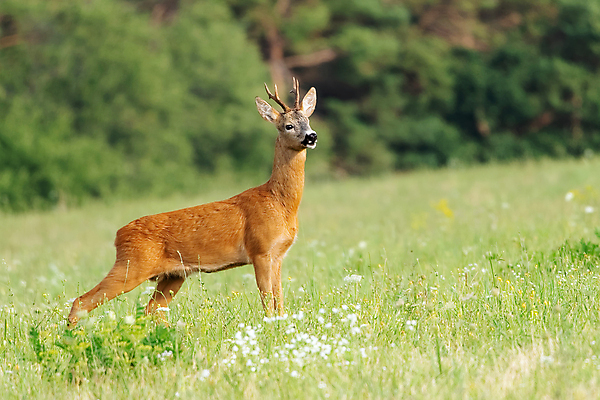 포토 JPG 해외이미지 동물 공원 여자 남자 유럽 야생동물 백그라운드 밭 포유류 자연 아침 사슴 털 뿔 잔디 사람없음 야외 초록색 반려동물 갈색 머리 달러 봄 게임 숲 사냥 공터 동물상 서쪽 슬로바키아 암사슴 전국 해외202008 해외포토 주간 식물 계절 공공시설 나라 컬러 돈 농업 놀이 사람 신체부위 조형물 암컷 방향 생태계 파일형식