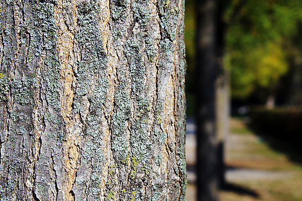 포토 JPG 해외이미지 나무 식물 공원 선 백그라운드 패턴 자연 표면 추상 이끼 사람없음 야외 목재 초록색 갈색 가을 거친 천 묘사 질감 나무껍질 내추럴 옛날 줄서기 해외202008 해외포토 계절 공공시설 컬러 무늬 재료 모션 껍질 직물 생태계 파일형식