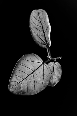 포토 JPG 해외이미지 나무 식물 아이콘 디자인 계절 백그라운드 잎 꽃무늬 패턴 일러스트 자연 추상 바나나 손바닥 미술 사람없음 장식 초록색 세트 정원 봄 수확 성장 흰색 나뭇가지 신선 숲 수집 오브젝트 에코 유기농 질감 내추럴 고립 엘리먼트 이국적 파라다이스 해외202008 해외포토 손 웰빙 꽃 컬러 무늬 농업 과일 문화예술 환경 생태계 파일형식