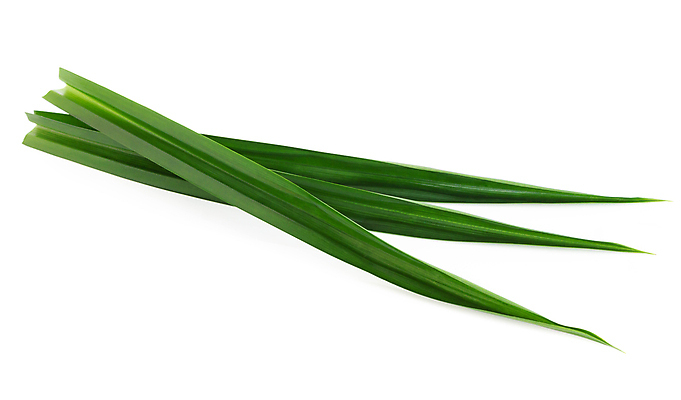 포토 JPG 해외이미지 식물 아시아 음식 백그라운드 잎 재료 태국 건강 요리 사람없음 초록색 흰색 신선 허브 아로마 내추럴 고립 해외202008 해외포토 나라 컬러 파일형식