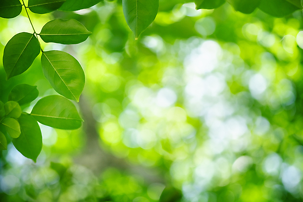 포토 JPG 해외이미지 나무 식물 계절 백그라운드 컨셉 잎 패턴 자연 벽지 추상 잔디 사람없음 초록색 빛 컬러풀 햇빛 태양 우주 환경 정원 맑음 봄 성장 신선 숲 질감 보케 부드러움 내추럴 블러 생태학 카피스페이스 그리너리 효과 해외202008 해외포토 자연요소 교육 컬러 무늬 날씨 공백 감각 생태계 파일형식 트랜드컬러