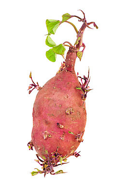 포토 JPG 해외이미지 식물 음식 줄기 잎 농업 전구 감자 사람없음 빨간색 초록색 새싹 중국 성장 흰색 달콤 날것 뿌리 고립 해외202008 해외포토 산업 아시아 컬러 채소 맛 파일형식