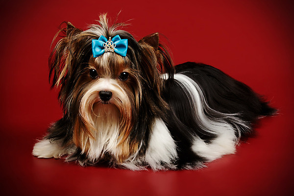 포토 JPG 해외이미지 동물 1 행복 새끼 백그라운드 새로움 털 미소 사람없음 빨간색 반려동물 검은색 거울 흰색 개 달콤 강아지 작음 요크셔테리어 테리어 활 솜털 송곳니 기르기 비버 삼색 해외202008 우호적 해외포토 감정 컬러 컨셉 포유류 표정 맛 치아 크기 돌봄 파일형식