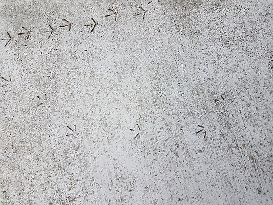 포토 JPG 해외이미지 동물 야생동물 조류 바닥 사람없음 회색 보행로 인쇄 발자국 트랙 시멘트 땅바닥 해외202008 해외포토 길 컬러 자국 파일형식