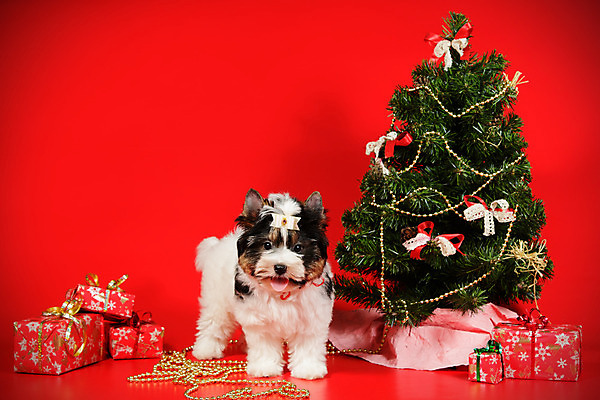 포토 JPG 해외이미지 나무 동물 1 행복 새끼 백그라운드 크리스마스 공 휴가 새로움 털 미소 사람없음 장식 빨간색 반려동물 산타클로스 검은색 거울 흰색 개 달콤 강아지 작음 샴페인 요크셔테리어 테리어 연도 사진사 활 솜털 송곳니 기르기 비버 삼색 해외202008 우호적 해외포토 식물 기념일 감정 컬러 컨셉 포유류 주류 표정 맛 치아 크기 작가 돌봄 파일형식