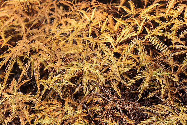 포토 JPG 해외이미지 나무 식물 계절 공원 잎 오렌지 자연 건조 사람없음 목재 노란색 가을 죽음 뜨거움 숲 열대우림 가뭄 지구온난화 기후변화 삼림지대 양치류 화상 해외202008 해외포토 공공시설 컬러 과일 재료 날씨 변화 상처 생태계 파일형식