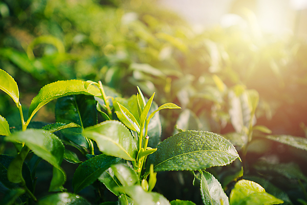 포토 JPG 해외이미지 나무 식물 아시아 여행 잎 밭 농업 채소 자연 아침 산 건강 동양인 풍경 사람없음 초록색 빛 농작물 햇빛 농장 농경지 정원 봄 성장 흰색 시골 신선 재산 차 허브 언덕 장면 말레이시아 산악지대 숙성 해외202008 해외포토 주간 계절 나라 산업 음료 컬러 인종 금융 태양 생태계 파일형식