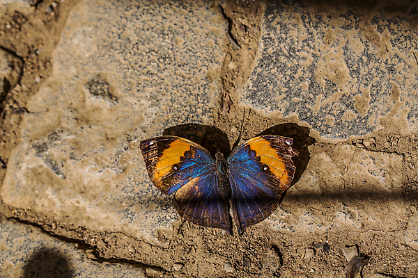 포토 JPG 해외이미지 곤충 날개 오렌지 날리기 저울 사람없음 파란색 빛 갈색 나방 해외202008 해외포토 동물 컬러 과일 모션 파일형식
