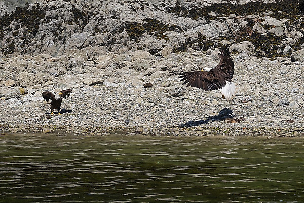 포토 JPG 해외이미지 동물 호수 야생동물 캐나다 날개 자연 조류 낚시 서기 풍경 사람없음 물 파란색 강 갈색 환경 검은색 자유 흰색 비행 닫기 빗방울 깃털 부리 통나무 독수리 대머리 암초 알래스카 넘어짐 해외202008 해외포토 자연요소 나무 헤어스타일 컬러 컨셉 북아메리카 모션 레저 미국 비_날씨 생태계 파일형식