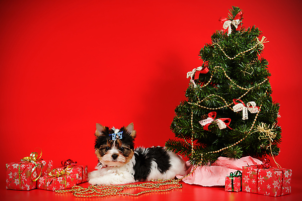 포토 JPG 해외이미지 나무 동물 1 행복 새끼 백그라운드 크리스마스 공 휴가 새로움 털 미소 사람없음 장식 빨간색 반려동물 산타클로스 검은색 거울 흰색 개 달콤 강아지 작음 샴페인 요크셔테리어 테리어 연도 사진사 활 솜털 송곳니 기르기 비버 삼색 해외202008 우호적 해외포토 식물 기념일 감정 컬러 컨셉 포유류 주류 표정 맛 치아 크기 작가 돌봄 파일형식