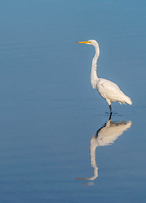 포토 JPG 해외이미지 동물 북아메리카 조류 사람없음 물 미국 플로리다 해외202008 해외포토 자연요소 아메리카 파일형식