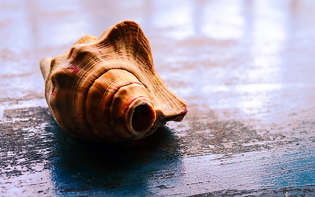 포토 JPG 해외이미지 전통 라이프스타일 기독교 종교 백그라운드 컨셉 불교 자연 조개 실내 사람없음 장식 컬러풀 한개 교회 화목 고요 천주교 골동품 시골 항아리 행운 영혼 심볼 명상 열정 정물화 힌두교 해외202008 해외포토 1 감정 컬러 종교건축 어패류 내부 건물 생활 도자기 그림 생태계 파일형식