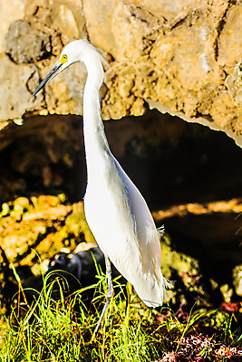 포토 JPG 해외이미지 나무 동물 야생동물 백그라운드 패턴 오렌지 아프리카 자연 조류 사람없음 야외 빨간색 세로 초록색 물 컬러풀 노란색 환경 미국 흰색 소 우아함 습지 왜가리 깃털 부리 남쪽 동물상 플로리다 해외202008 해외포토 자연요소 식물 나라 컬러 컨셉 북아메리카 무늬 과일 포유류 조형물 방향 생태계 파일형식