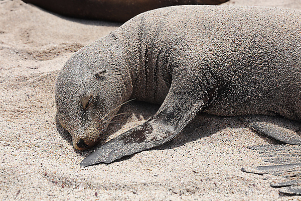 포토 JPG 해외이미지 동물 공원 야생동물 새끼 모래 바다 섬 여행 포유류 자연 휴가 피곤 사람없음 여행객 미국 잠 사자 물개 에코 에콰도르 멸종 서식지 남쪽 내추럴 동물상 전국 해외202008 해외포토 공공시설 컨셉 북아메리카 사람 조형물 환경 바다동물 남아메리카 방향 생태계 파일형식