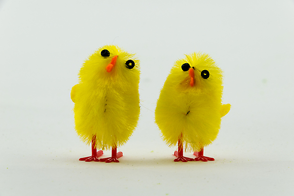 포토 JPG 해외이미지 동물 백그라운드 가족 자연 휴가 부활절 병아리 사람없음 장식 빨간색 초록색 파란색 장난감 노란색 계란 치킨 봄 흰색 그룹 솜털 고립 해외202008 해외포토 계절 기념일 컬러 관계 조류 알 생태계 닭고기요리 파일형식