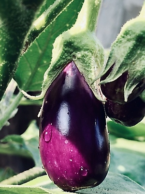 포토 JPG 해외이미지 식물 계절 꽃 음식 잎 농업 다이어트 채소 재료 자연 가지 건강 사람없음 초록색 정원 보라색 검은색 수확 흰색 물방울 신선 맛 유기농 날것 내추럴 보충 고립 숙성 채식주의자 세련 비건 해외202008 해외포토 웰빙 산업 컬러 컨셉 생태계 채식 파일형식