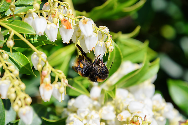 포토 JPG 해외이미지 꽃 야생동물 음식 분홍색 곤충 날개 자연 사람없음 초록색 여름 노란색 검은색 벚꽃 수분 벌 꽃가루 꿀 고립 해외202008 해외포토 식물 동물 계절 컬러 가루 생태계 파일형식