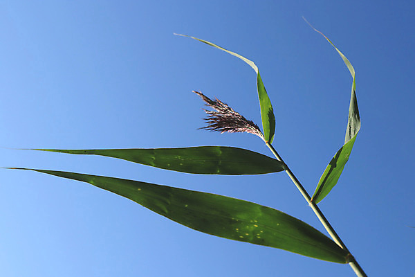 포토 JPG 해외이미지 호수 잎 자연 하늘 갈대 사람없음 야외 초록색 파란색 소풍 연못 신선 정상 해외202008 해외포토 식물 컬러 야외활동 생태계 파일형식
