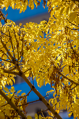 포토 JPG 해외이미지 나무 식물 디자인 계절 공원 단풍 잎 패턴 자연 추상 건조 사람없음 야외 장식 컬러풀 햇빛 노란색 환경 활발 가을 황금 숲 9월 11월 10월 내추럴 해외202008 해외포토 공공시설 컬러 컨셉 무늬 태양 날짜 생태계 파일형식