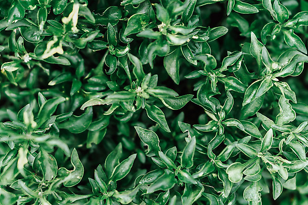 포토 JPG 해외이미지 나무 식물 디자인 배너 백그라운드 잎 패턴 자연 벽지 추상 프레임 건강 미술 사람없음 초록색 컬러풀 환경 정원 검은색 어둠 성장 신선 숲 유기농 질감 내추럴 생태학 엘리먼트 해외202008 해외포토 웰빙 교육 컬러 무늬 문화예술 생태계 파일형식