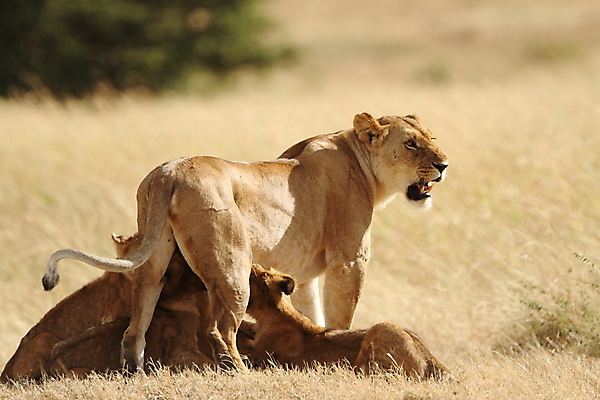 포토 JPG 해외이미지 동물 야생동물 어린이 새끼 2 포유류 아프리카 자연 놀이 엄마 생물 털 동물원 앉기 사람없음 노란색 고양이 마시기 게임 아기 못 황무지 보호 위험 사자 모피 사파리 육식동물 지역 분화구 케냐 사자자리 서식지 동쪽 내추럴 결백 동물상 사바나 해외202008 해외포토 나라 컬러 컨셉 가족 모션 사람 반려동물 조형물 별자리 공구 방향 생태계 화산 파일형식