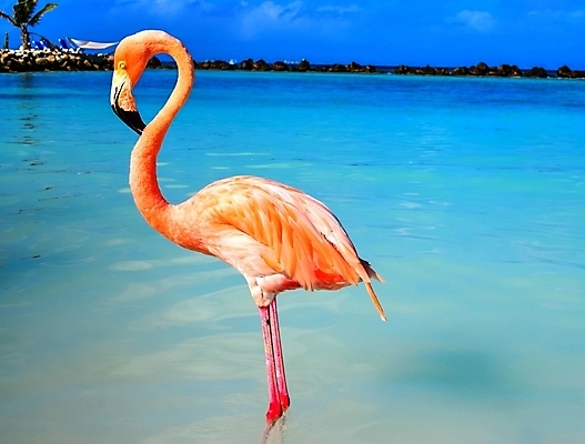 포토 JPG 해외이미지 나무 모래 바다 섬 여행 자연 하늘 휴가 손바닥 풍경 사람없음 야외 물 여름 파란색 야자수 맑음 흰색 휴양지 코코넛 카리브해 이국적 파라다이스 수평선 해외202008 해외포토 자연요소 식물 손 계절 컬러 과일 날씨 장소 생태계 파일형식