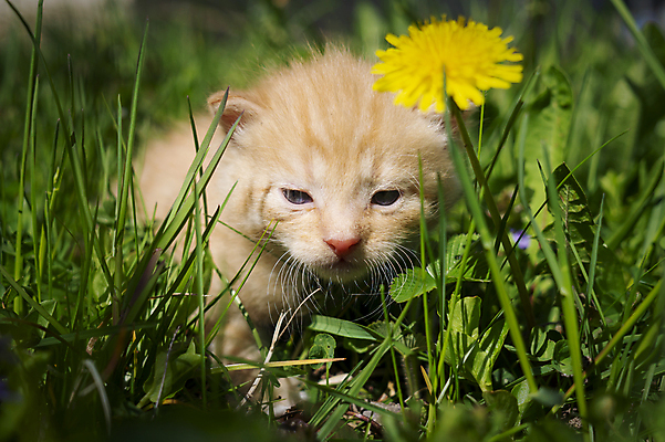 포토 JPG 해외이미지 동물 응시 백그라운드 장난 포유류 자연 놀이 털 사람없음 초록색 반려동물 노란색 귀여움 고양이 봄 아기 개화 달콤 작음 민들레 모피 호기심 부드러움 솜털 생강 거짓말 해외202008 해외포토 시선 계절 꽃 감정 컬러 컨셉 채소 사람 감각 맛 크기 생태계 파일형식