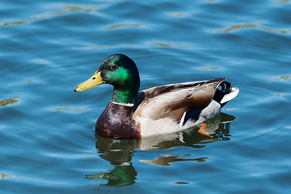 포토 JPG 해외이미지 동물 남자 호수 야생동물 날개 오렌지 자연 조류 산 오리 사람없음 야외 초록색 물 파란색 노란색 계란 수영 젖음 물방울 시골 비행 연못 쌍 습지 깃털 꼬리 부리 목 북쪽 청둥오리 내추럴 암탉 콜로라도 해외202008 해외포토 자연요소 컬러 과일 사람 신체부위 알 미국 수상스포츠 닭 암컷 방향 생태계 파일형식